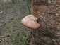 Nyírfa-tapló (Fomitopsis betulina), Dél-Pest